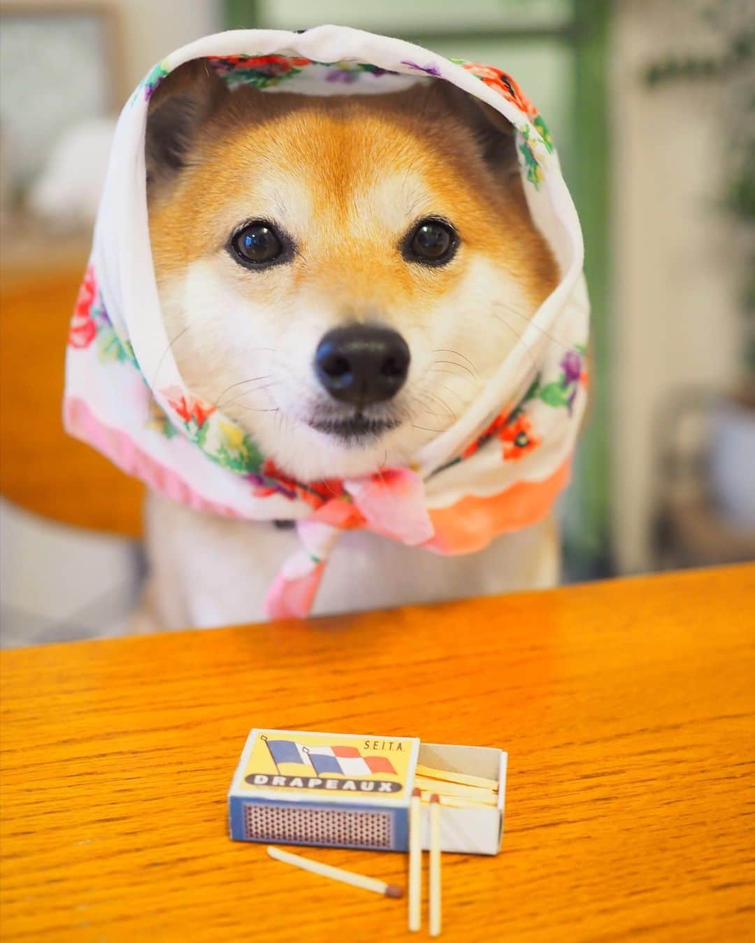 豆柴にこちゃんのインスタグラム