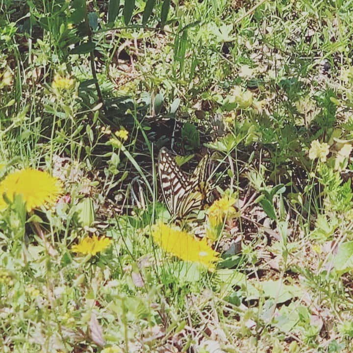 大月さゆのインスタグラム：「こんなに近距離の撮影を許可して下って﻿有難うございます🌿﻿ と、心の中で呟きながら撮影、、、🦋﻿ ﻿ ﻿ 10秒すぎたくらいからは、﻿ 「タンポポってそんなに美味しいのか！」﻿ という呟きに変わっています。﻿ ﻿ ﻿ #ちょうちょ﻿ #無我夢中﻿ #綺麗 #タンポポはよほどおいしいらしい🏵﻿ #のみたい🤤」