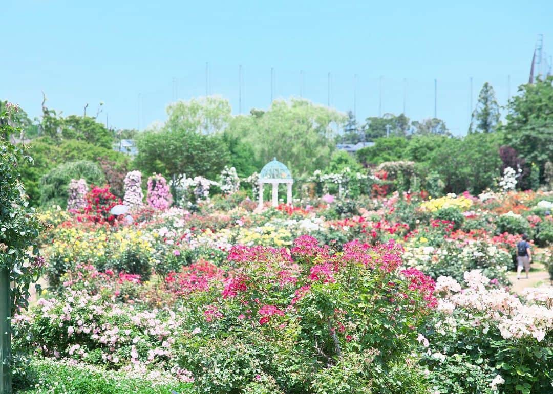 kiccyomuのインスタグラム：「☁️ 2020.06.09 Tue #京成バラ園 見頃は少し過ぎているとはいえ、 まだまだ充分🌹華やかです #薔薇 イイですよね😊 まぁ、 見頃の時期に来たかったけど…😅 来年を楽しみに😄 #心に花を * 明日も元気に🤗 * location #千葉 📷撮影 2020年06月07日」