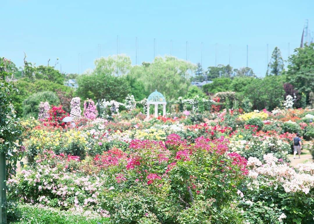 kiccyomuさんのインスタグラム写真 - (kiccyomuInstagram)「☁️ 2020.06.09 Tue #京成バラ園 見頃は少し過ぎているとはいえ、 まだまだ充分🌹華やかです #薔薇 イイですよね😊 まぁ、 見頃の時期に来たかったけど…😅 来年を楽しみに😄 #心に花を * 明日も元気に🤗 * location #千葉 📷撮影 2020年06月07日」6月9日 18時56分 - kiccyomu