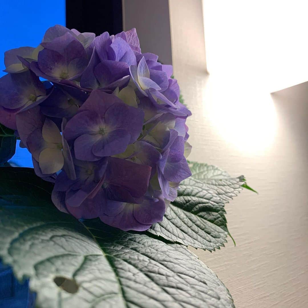 宮本えりさんのインスタグラム写真 - (宮本えりInstagram)「はらぺこあおむし  美味しいから あっちこっち食べられてるね  淡い紫色美しい  #紫陽花#淡い#紫#高貴な#色」6月9日 19時09分 - eri.m.nene