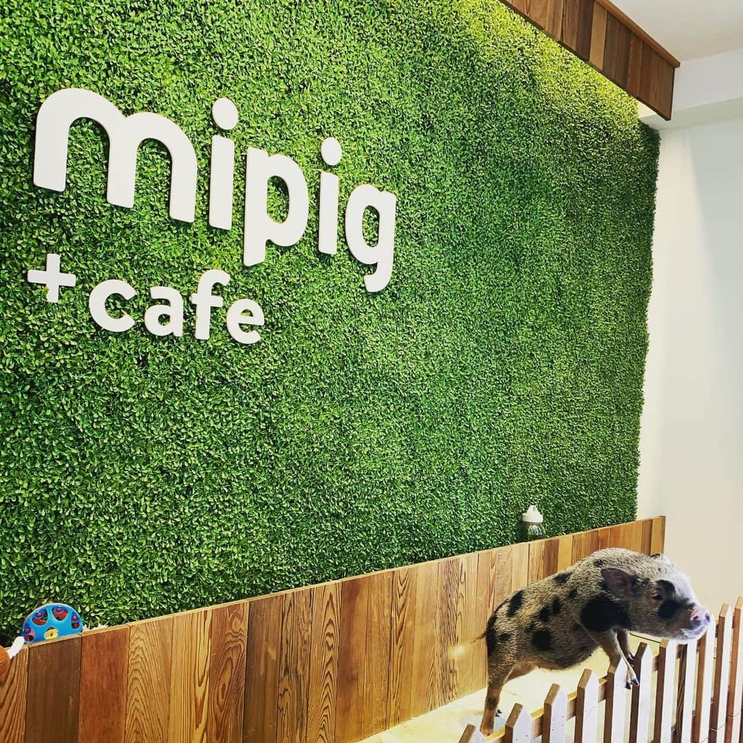 神谷美伽さんのインスタグラム写真 - (神谷美伽Instagram)「ずっと気になってた @mipigcafe に行って来ました🐷♡ ずっと子供ダメだと思って我慢してたけど、まさかの子供ダメじゃなくて、子供タダだった😭（ワンドリンク制） なので子連れにもおススメです⤴️ 最初30分にしてたけど、可愛すぎて30分延長😚でも、他のお客さんは私より先に居て、まだ誰も帰ってなかったです　笑笑  #マイクロブタ #mipigcafe #可愛すぎる#全然臭くない #癒される #おすすめスポット」6月9日 19時18分 - mikakamiya14