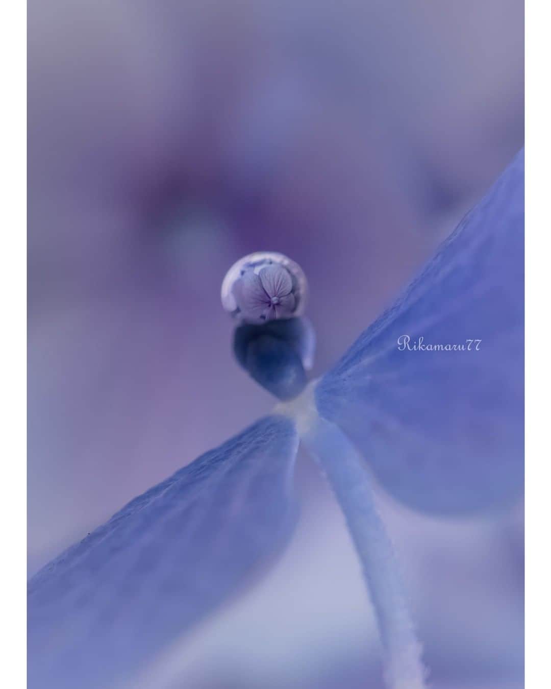 花の写真館のインスタグラム：「Photo by Rika Funaki.⠀ .⠀ Original Post[投稿いただいたURL]⠀ https://www.facebook.com/photo.php?fbid=2421099444840746⠀ .⠀ 本アカウントは、 #私の花の写真 をつけてInstagramに投稿された皆さまの花の写真や、「花の写真館」Facebookページで投稿された花の写真を紹介します。⠀ 「花の写真館」Facebookページは、「 @floral.photograph 」のプロフィールにあるURLからご覧ください。⠀ .⠀ ※各自、政府、自治体など公的機関の指示に従った行動をお願いします。⠀⠀ 東京カメラ部および分室では、写真を「見る楽しみ」を提供することを通して、微力ながら皆様にわずかな時間でも癒しをお届けしたいと思っております。⠀ ※本アカウントは東京カメラ部がFacebook、Instagramのサービスを利用して運営しているもので、Facebook社・Instagramとは一切関係ありません。⠀ .⠀ #花の写真館 #floralphotograph #floralphoto #flower #flowers⠀ Follow: @floral.photograph」