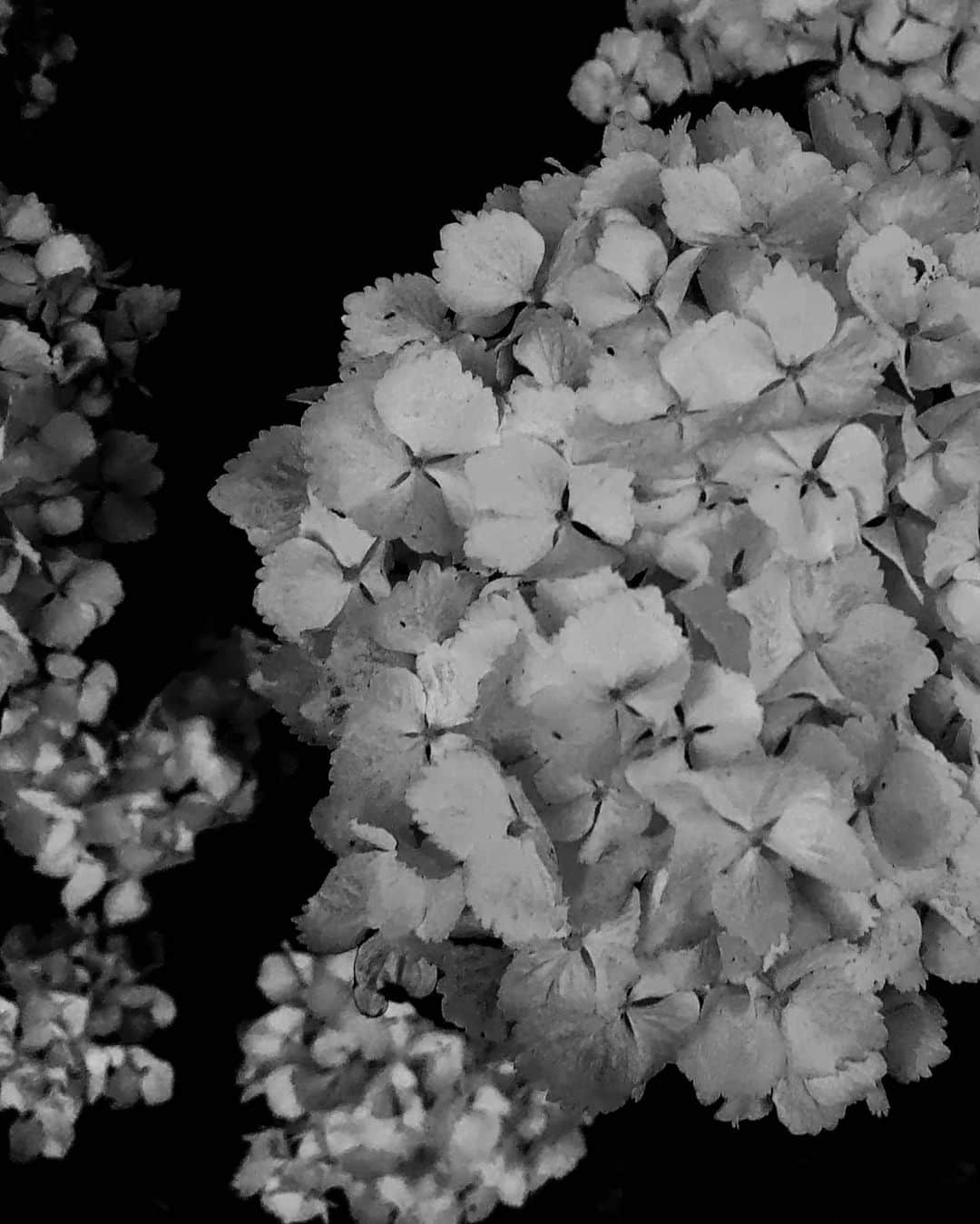 柏倉陽介さんのインスタグラム写真 - (柏倉陽介Instagram)「Xperia 5で紫陽花を撮影。夕暮れ後の薄暗い中での撮影も難なくこなせた。質感がなかなか素晴らしい。カラー写真ばかりの紫陽花だがモノクロームも似合うのかもしれない。  #Xperia #Xperia5 #Xperiaアンバサダー #SonyAlpha #Sonyalphaphotos #Sonyimages #写真 #カメラ」6月9日 19時49分 - yosuke_kashiwakura