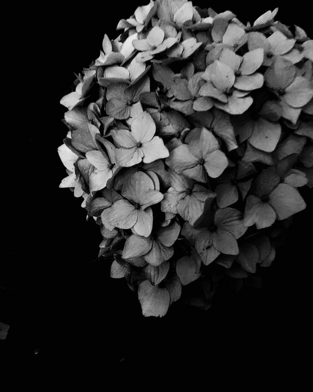 柏倉陽介さんのインスタグラム写真 - (柏倉陽介Instagram)「Xperia 5で紫陽花を撮影。夕暮れ後の薄暗い中での撮影も難なくこなせた。質感がなかなか素晴らしい。カラー写真ばかりの紫陽花だがモノクロームも似合うのかもしれない。  #Xperia #Xperia5 #Xperiaアンバサダー #SonyAlpha #Sonyalphaphotos #Sonyimages #写真 #カメラ」6月9日 19時49分 - yosuke_kashiwakura