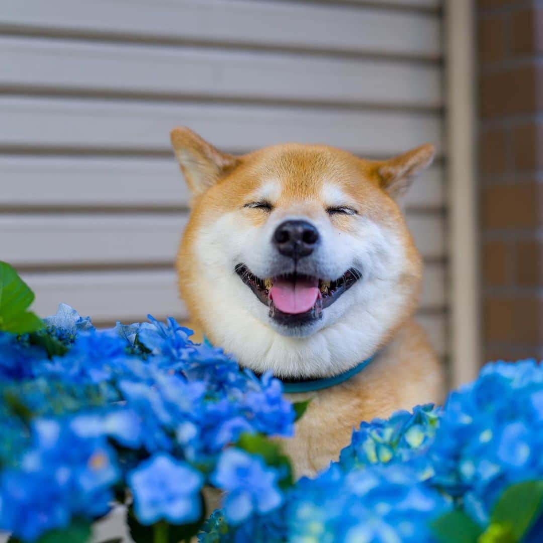 まる（まるたろう）さんのインスタグラム写真 - (まる（まるたろう）Instagram)「Round flowers✨🐶🌝✨紫陽花の向こうに大きな満月が見え....るわけないよね。 #んなわけない #まるだよ #柴犬だよ #前澤さんも根津目指してない #なんならすぐ来れちゃう」6月9日 19時54分 - marutaro