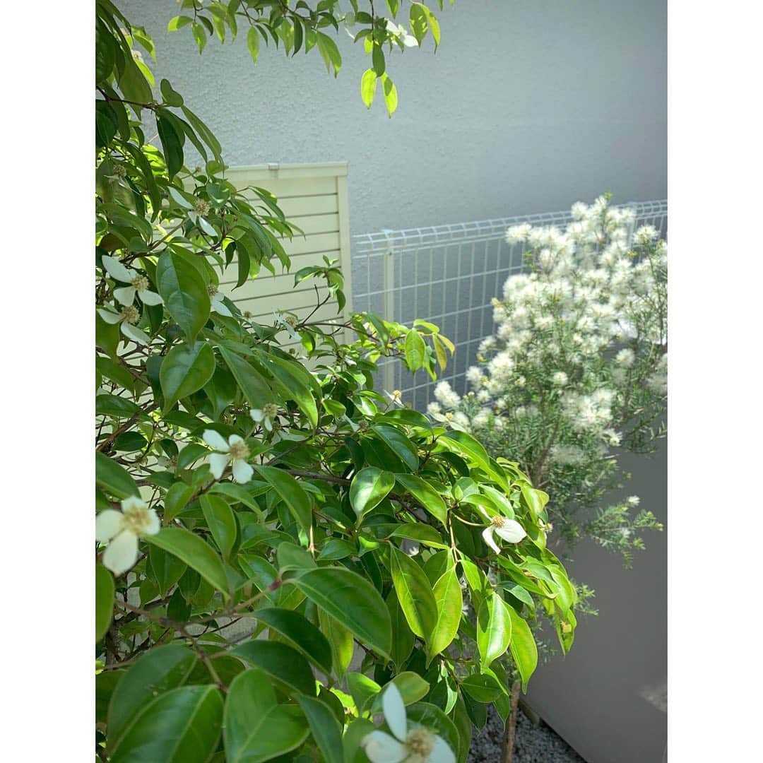土井地恵理子さんのインスタグラム写真 - (土井地恵理子Instagram)「・ メラレウカの'スノーインサマー' なんとも可愛い名前の木を 庭に植えてもらいました🌳 @solsofarm  綿のようなお花が爽やかでほんと可愛い❤︎ ・ 我が家のリビングには カーテンがないので 目隠し代わりに植えてる 常緑のヤマボウシ。 (冬も葉が落ちないやつ) こちらも満開✨ ・ スノーインサマーも立派に大きくなりますように！ ・ ・ お家にいることが増えると グリーンを求めるようになる🌿 色々増やしてかなり快適❤︎ また改めて。 ・ ・ #snowinsummer #スノーインサマー #メラレウカ　#ヤマボウシ #green #庭 #myhome #緑のある暮らし #solsofarm」6月9日 20時05分 - ericodoiji