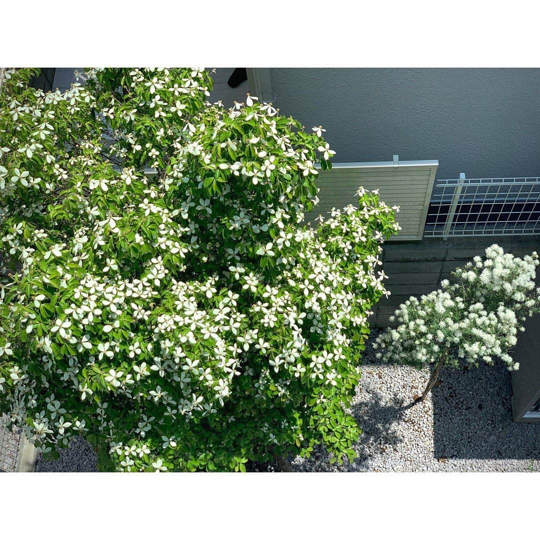 土井地恵理子さんのインスタグラム写真 - (土井地恵理子Instagram)「・ メラレウカの'スノーインサマー' なんとも可愛い名前の木を 庭に植えてもらいました🌳 @solsofarm  綿のようなお花が爽やかでほんと可愛い❤︎ ・ 我が家のリビングには カーテンがないので 目隠し代わりに植えてる 常緑のヤマボウシ。 (冬も葉が落ちないやつ) こちらも満開✨ ・ スノーインサマーも立派に大きくなりますように！ ・ ・ お家にいることが増えると グリーンを求めるようになる🌿 色々増やしてかなり快適❤︎ また改めて。 ・ ・ #snowinsummer #スノーインサマー #メラレウカ　#ヤマボウシ #green #庭 #myhome #緑のある暮らし #solsofarm」6月9日 20時05分 - ericodoiji