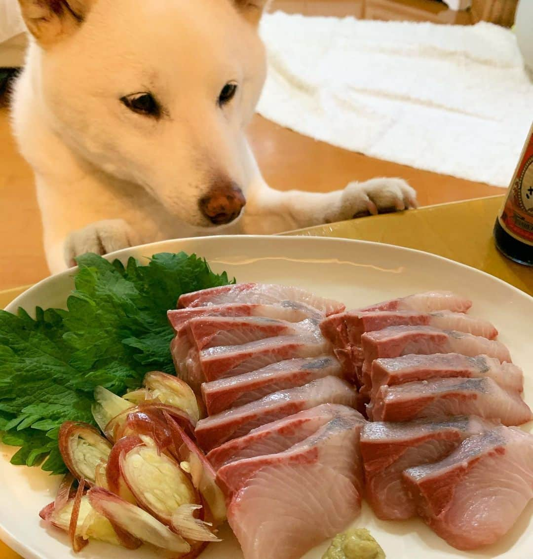 さなのインスタグラム：「高知県から新しい家族がきたのさ。 カンパチってゆーんだと。 さな、カンゲキ。  #くれよ #家族だろォォォ #いろんな意味で #20万匹の名無しのかんぱちに名前を  #散財デ部　#食品ロス削減  #おまけでミョウガとはすいもとお醤油も #なんだかとっても大人気 #なんだかとっても嬉しい #ぶりんぶりん　#脂のりまくり #カンパチ　#高知かわうそ市場」