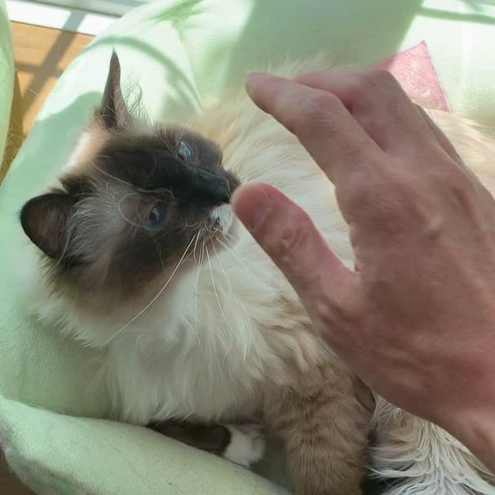 takegaeruのインスタグラム：「絶対撫でさせないマン  #cat #猫 #ragdoll #ラグドール #ホワイトポッチーズ」