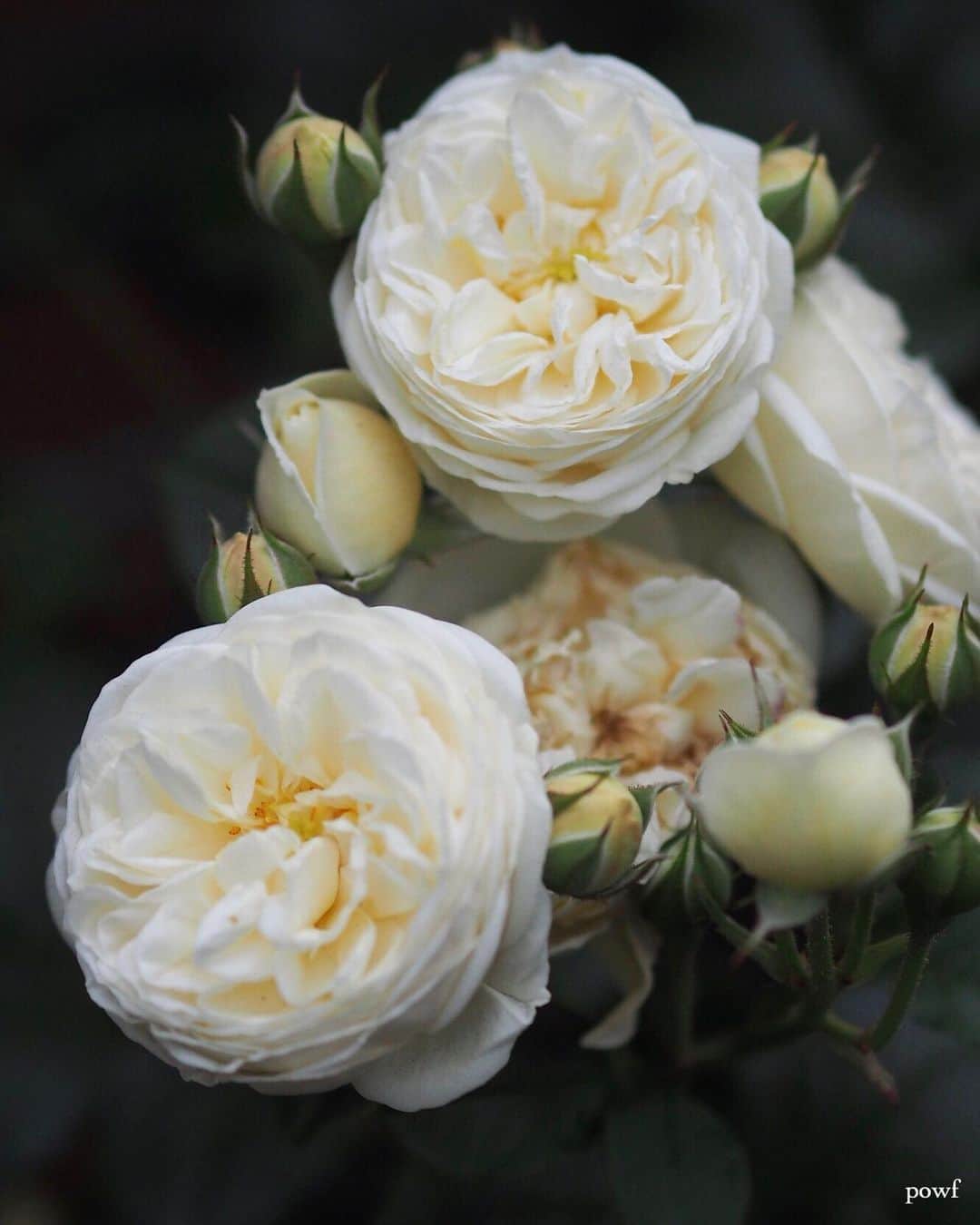 anemone_69のインスタグラム：「. 去年の #バラ #薔薇 #rose」