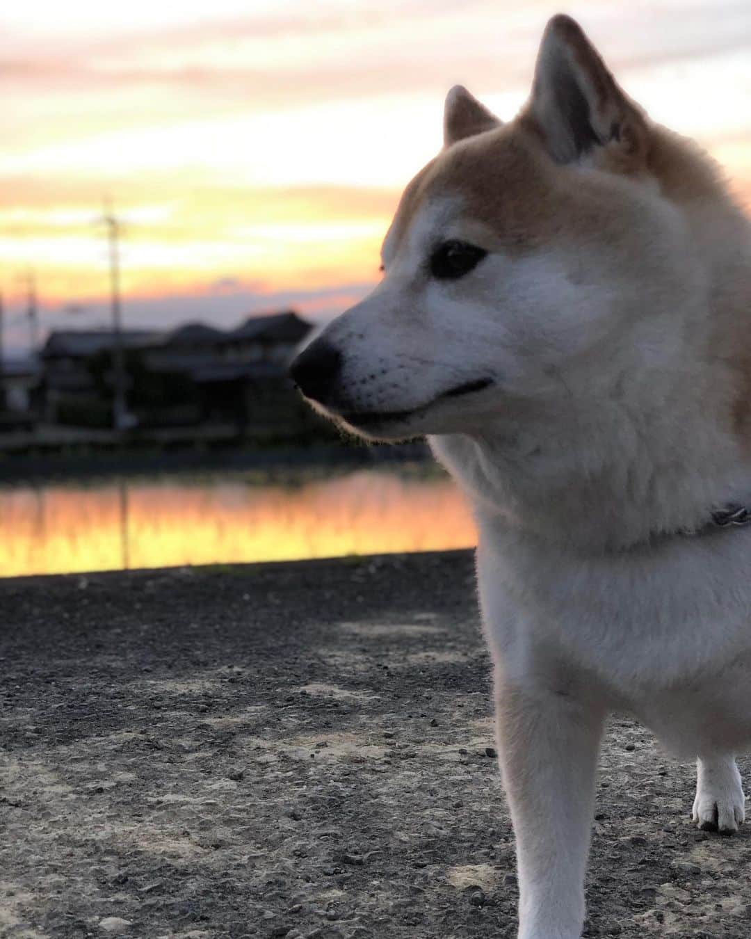 のインスタグラム：「🐾 今日も散歩3回💕 … 夜散歩は風が 気持ち良かったです😊 … 明日からずっと☔️ いよいよ本格的に梅雨です😭  2020/06/09(火)☀️ …………………………………………🖋 #徳島柴ちゃん会#マメスケざえもん#shiba#shibastagram #豆柴#shibainu #dog#日本#9gag @9gag @dog #柴犬がいる暮らし #shiba_snap#🐕📷 #狗  #松井証券　#proudshibas #りんりん部#柴犬#시바견#一只狗#animalland #西巴犬 #サンデイ #anicas #徳島 #いぬすたぐらむ  #柴犬大好き」