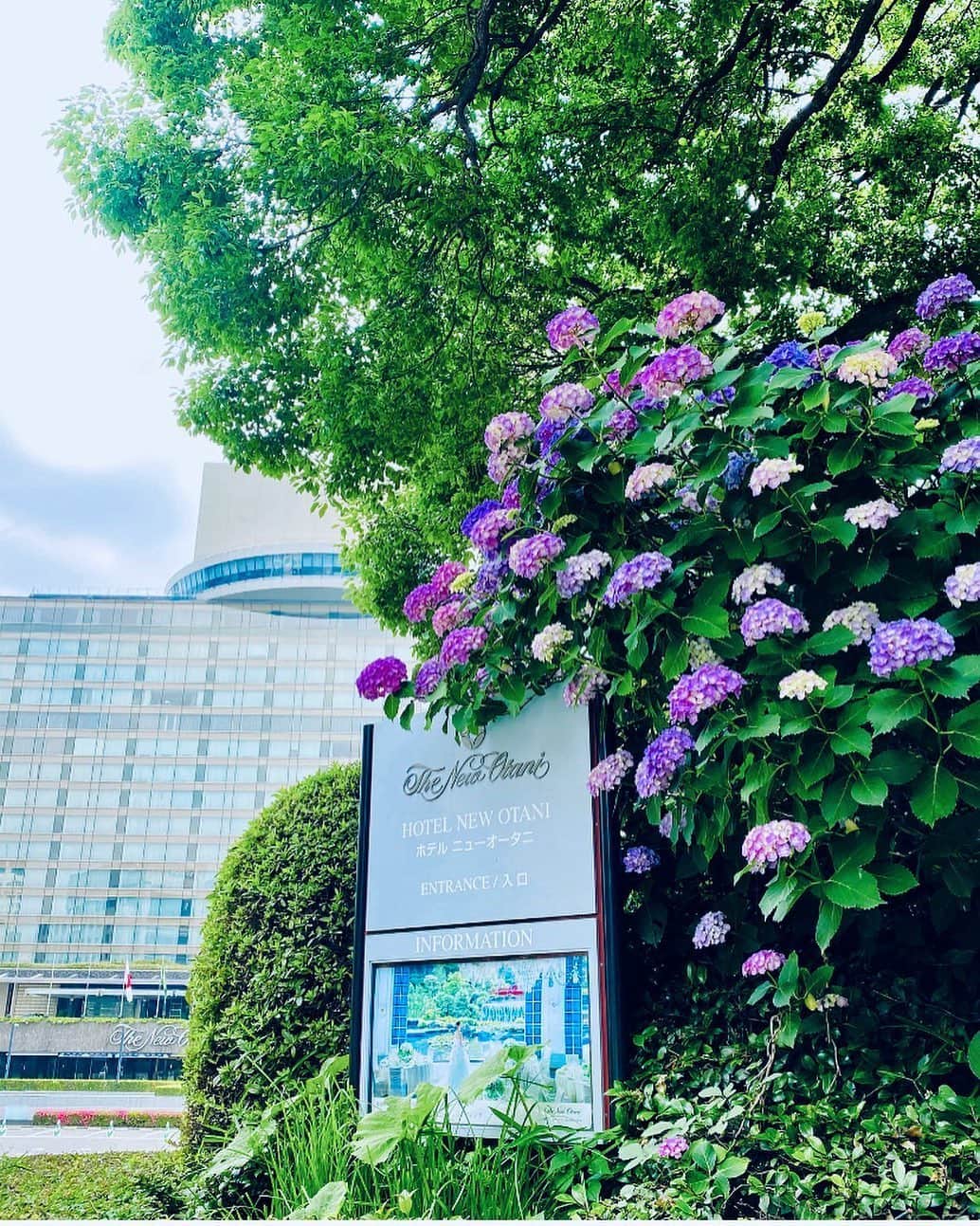 ホテル ニューオータニさんのインスタグラム写真 - (ホテル ニューオータニInstagram)「紫陽花が綺麗な季節がやってきました✨﻿ ﻿ Hydrangeas are starting to bloom in Tokyo! ﻿ ﻿ ◇ホテルニューオータニは、お客さまの安心・安全を第一に考慮し、館内衛生強化に努めながら宿泊及びレストランの営業を行っております。詳細はプロフィールより公式ウェブサイトをご確認ください。﻿ ﻿」6月9日 21時04分 - hotelnewotanitokyo