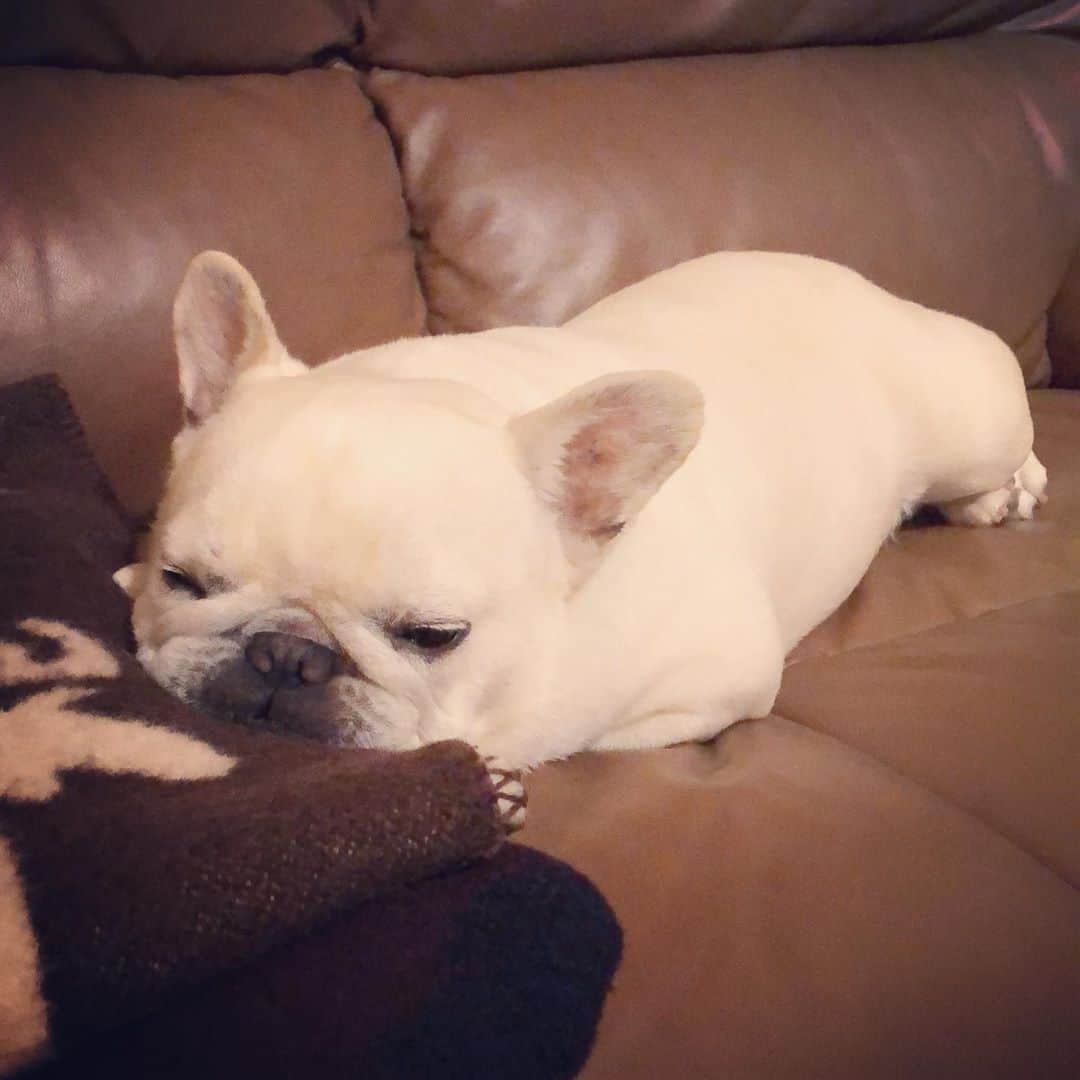 タニム（マーブル母）のインスタグラム：「* おネムなマーブル🐷💤 * #アゴ乗せ大切 #ブー顔ほど萌える #私のアモーレ🐷❤️」
