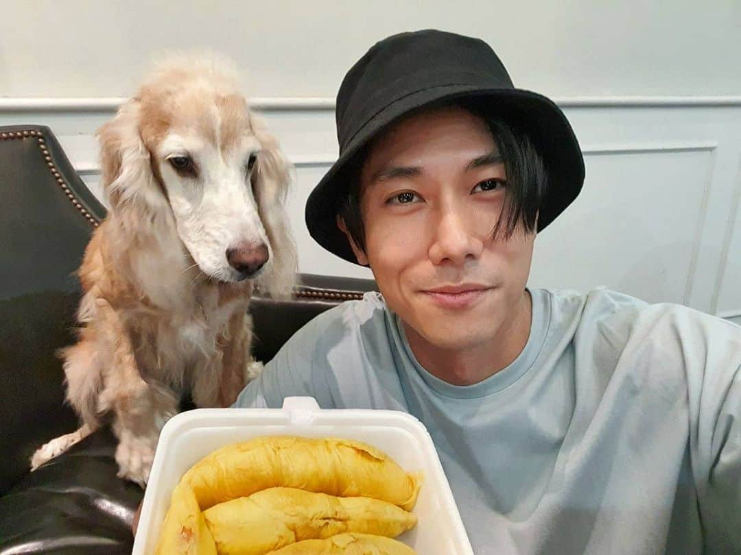 デスモンド・タンのインスタグラム：「THE SEASON is here!  I succumbed to the temptation by all the IG postings. IG 1 : ME 0. 😂  Hey Hoshi, papa or durian? Answer is clear~ Durian 1: Me 0. 😭  有榴莲~ 陈河狮先生就是六亲不认的~  #durian #🐱🗻🤴 #hoshitan #陈河狮 #englishcockerspaniel」