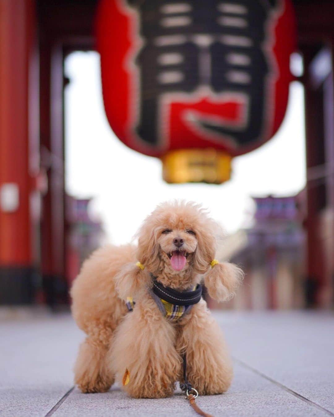Toypoodle Mikuru?Asakusa Tokyoのインスタグラム：「20200610 Wednesday. Good morning! Friends 💕 午前5時台のあさんぽでも 暑い〜🥵 暑さにも負けず みきゅるんは肉活ファイター🔥 その熱意、他に向けられませんか？🤔 . #雷門 #あさんほ #午前5時 #ツインテール」
