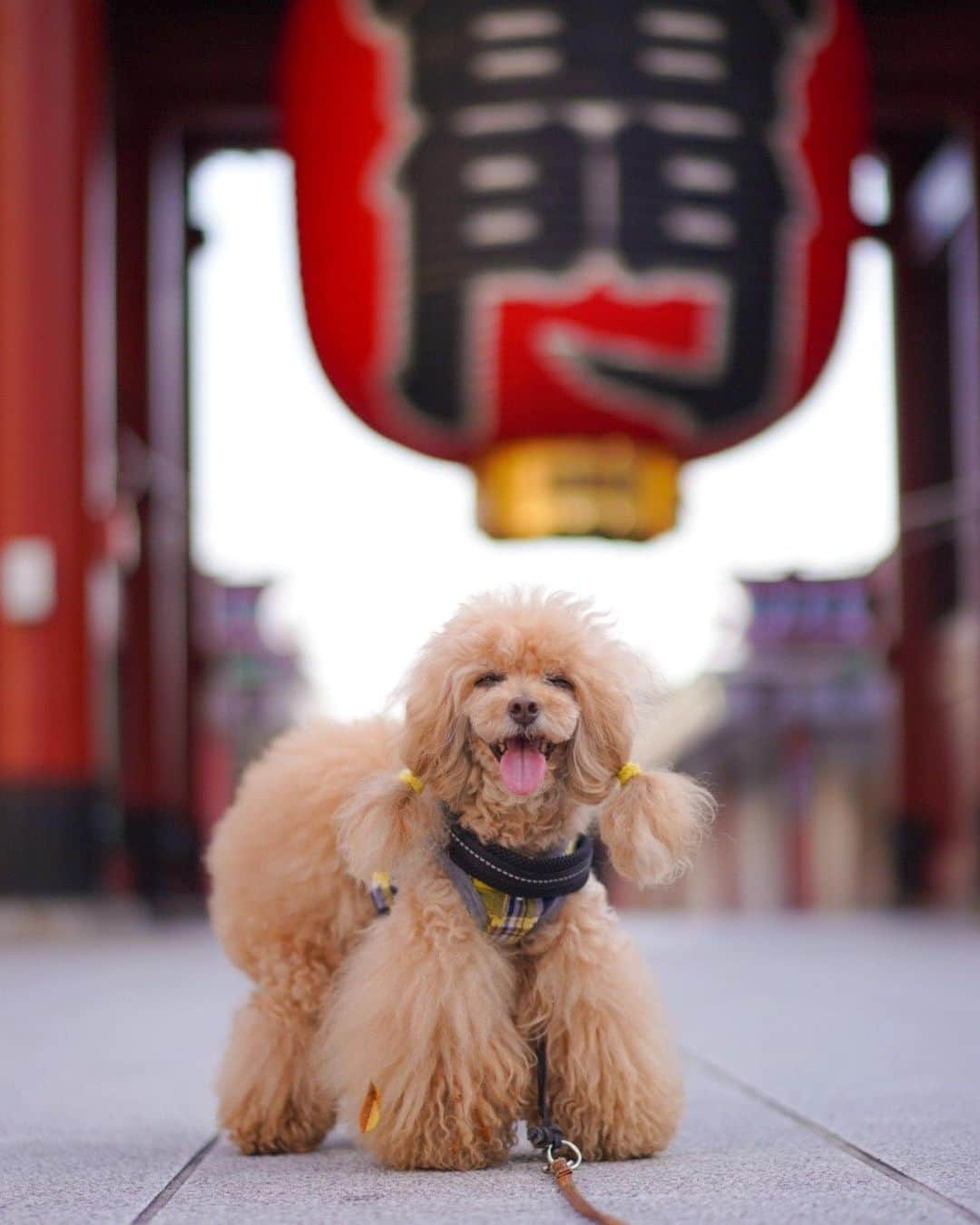 Toypoodle Mikuru?Asakusa Tokyoのインスタグラム