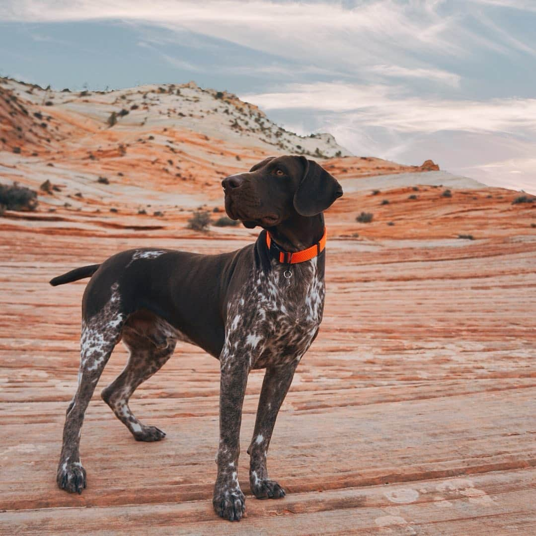 アダム・センさんのインスタグラム写真 - (アダム・センInstagram)「Road tripin with @texbirddog」6月10日 7時56分 - adamsenn