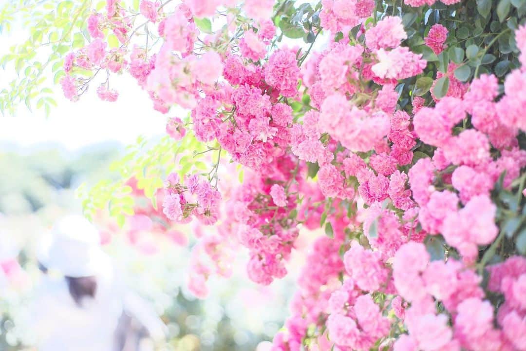 kiccyomuのインスタグラム：「☀️ 2020.06.10 Wed #京成バラ園 綺麗に咲いてた #薔薇 たち 癒されましたぁ〜😊 #心に花を * 暑い一日になりそうですが…💦 今日も元気に🤗 * location #千葉 📷撮影 2020年06月07日」