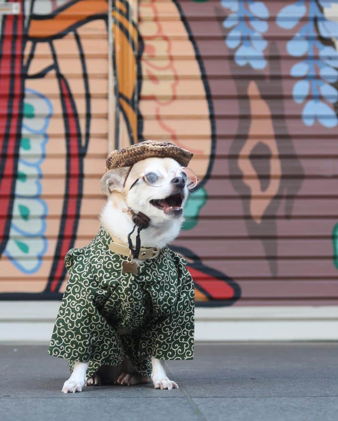 紋次郎さんのインスタグラム写真 - (紋次郎Instagram)「I love Asakusa😊 浅草も閉まってるお店が結構あるなぁ @asakusa_sawadaya さんも、はやく再開できるといいな  それにしても暑い！ 皆さん水分たっぷりとって過ごしてくださいね  #dog#dogstagram#instadog#chihuahua#barkbox#mydogiscutest#buzzfeed#dog_features#fluffypack#barkpack#dogsofinstaworld#dogsofinstagram#犬#チワワ#手作り#handmade#着物#fashion#紋次郎一家#チーム茶#ふわもこ部#igersjp#peco犬部#dogsofinstagram#dogfashion #さわだや」6月10日 8時17分 - montjiro