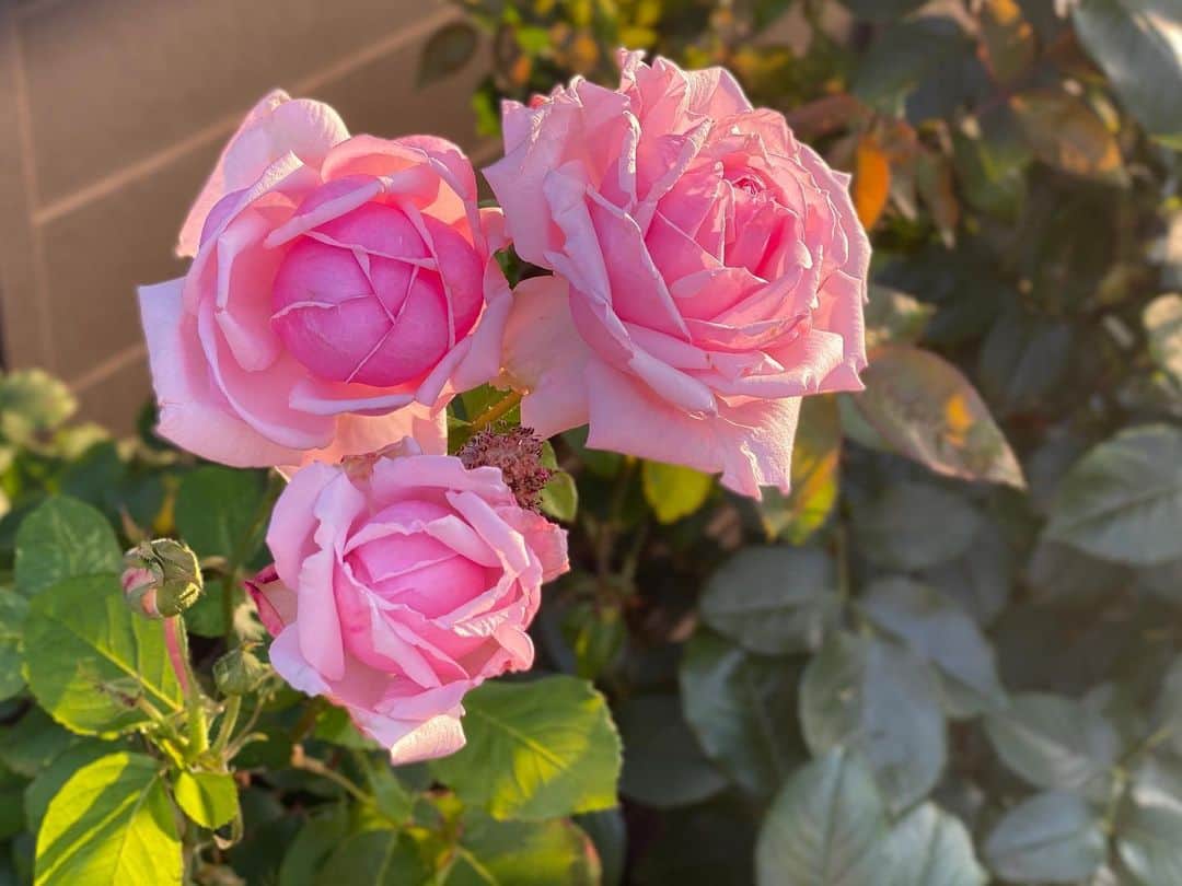 のインスタグラム：「＃バラ日記 #roses  42日目　早朝ver.  ラフランス  パローレ  ジャンヌダルク  アルティシモ  フランソワーズゴジャール  チアガール  イングリッドバーグマン  アンナプルナ  シャルルドゴール＆ピエール  シャルルドゴール（ソロ）  #roses🌹 #rosegarden #rosestagram #rose」