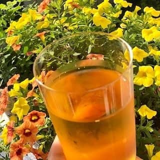 株式会社ルピシアさんのインスタグラム写真 - (株式会社ルピシアInstagram)「﻿【今日の一杯】  今日の一杯は、ジャルダンソバージュ。  ちょっと耳慣れない名前は、フランス語で「あまり手を加えられていない野生的な庭」という意味。グリーンルイボスティーの素朴でクセのない味わいにちなんで、この名前がつけられました。  ジャルダンソバージュは、無発酵のルイボスティー、グリーンルイボスを甘く熟れたマンゴーと爽やかなシトラスで香りづけ。 抗酸化作用のある成分を含み、健やかな体へと導いてくれるルイボスは、これからの時期の水分補給にぴったり。  この時期になると、水出しで目覚めの一杯におすすめです。ぜひお試しを！  #ルピシア #ルピシア今日の一杯  #LUPICIA #lupiciatoday  #ルピシア水出しアイスティー部  #ルイボス #ノンカフェイン #enjoyhome」6月10日 8時25分 - lupicia_japan