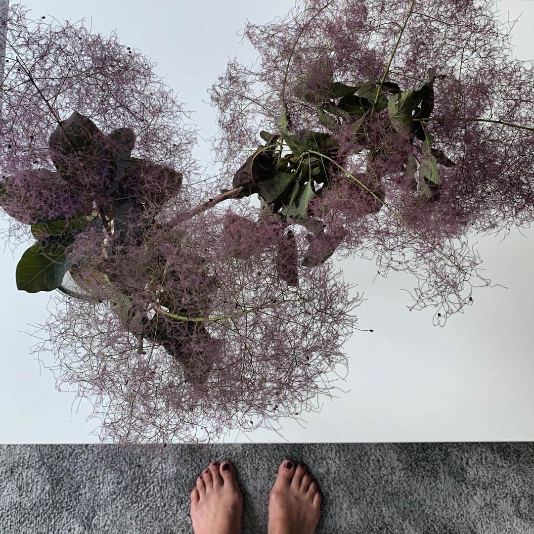 mitsuxmitsu24のインスタグラム：「Good morning * * 色合いが好み💜 * * #スモークツリー  #花のある暮らし  #植物のある暮らし  #ジャングル化計画」
