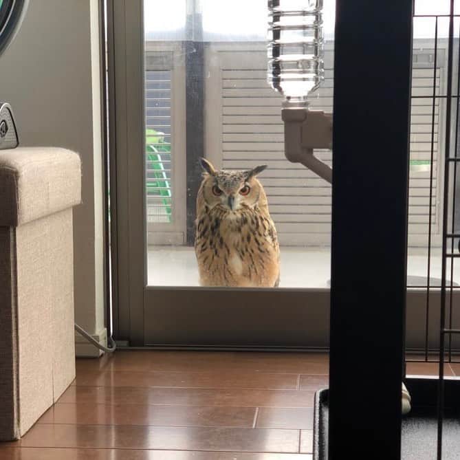 GEN3 Owlのインスタグラム：「ご飯、まだ？ Where is my breakfast? #owl #owlgaru」