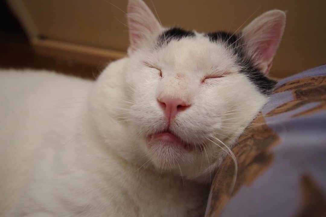 Kachimo Yoshimatsuさんのインスタグラム写真 - (Kachimo YoshimatsuInstagram)「膝枕 #うちの猫ら #nanakuro #猫 #ねこ #cat #ネコ #catstagram #ネコ部 http://kachimo.exblog.jp」6月10日 0時24分 - kachimo