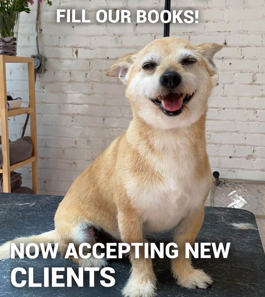 Dogs by Ginaのインスタグラム：「Hey Vallejo!  We need your help to fill our books! Appointments available now!  Call today or book online, see you soon! 🐾」