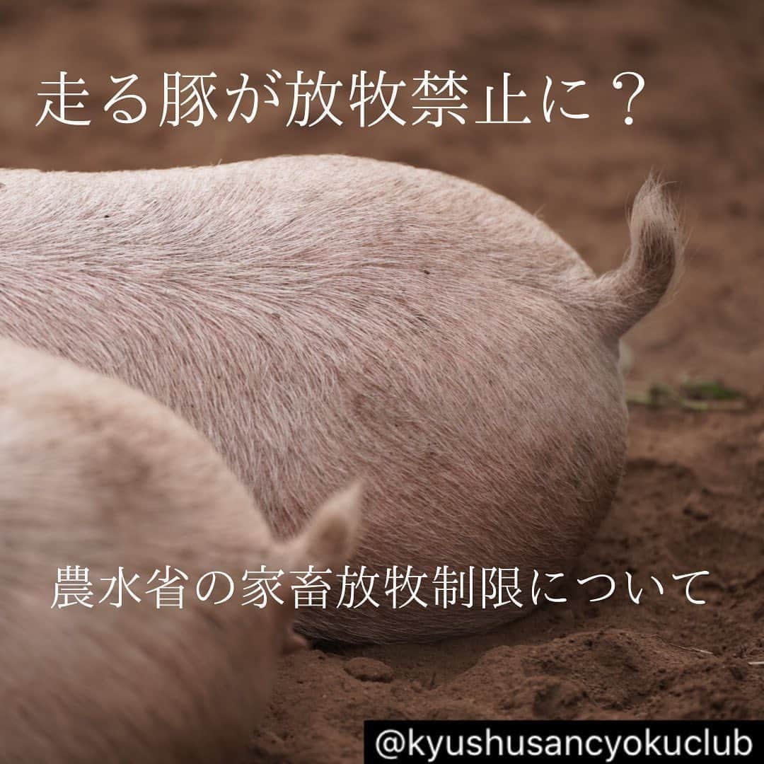 のインスタグラム：「九州産直より 豚の放牧が法律で禁止されようとしています。﻿ ﻿ 行政からは調査もアンケートも何もなく、いきなり非公開で法律が決まりつつあります。﻿ ﻿ これは今回は豚を対象としていますが、口蹄疫も含まれるので施行されると牛、山羊、羊、鶏の放牧、一部ペットの散歩にも関わってきます。 ﻿ 自然な育て方を無理矢理修正してしまうことは本当に正しいのでしょうか？ ﻿ ﻿ ﻿ 今、家畜の飼育のルール「飼養衛生管理基準」を大きく改定しようという動きがあります。 ﻿ 農林水産省の新しい基準によると、これから、家畜法定伝染病が発生した地域では、家畜の放牧飼育は禁止となります。 ﻿ 今回は豚コレラを理由に、豚が対象となりますが、この改定が施行されると、牛や山羊など、他の家畜も対象となります。 ﻿ 放牧農家は、家畜の健康を一番に考え放牧を行っています。 ﻿ 土や草の上で、太陽に当たり、風に吹かれ、自由に動き回る。 ﻿ この動物としていちばん大切な営みが、健康な身体をつくると思います。 ﻿ 私たちは、家畜という食糧を作っています。 ﻿ その飼育手段に、命や自然、自由を大切にする「放牧」を選びました。 ﻿ その事が今回の改定で何の科学的根拠もないまま一方的に禁止されるかもしません。﻿ ﻿ 素朴なご意見・疑問でも構いません、ぜひ、国に届けて下さい。﻿ ﻿ 生産者と一緒に消費者も声をあげ、農林水産省を動かして下さい。﻿ ﻿ ﻿ 私達は、放牧豚を取り扱うお店として、改正案には反対しています。 ﻿ もちろん、最終的には殺してしまう、食べてしまう豚です。﻿ ﻿ しかし、だからこそ生きている間はできるだけ自然のままで育ってほしいと思っています。﻿ ﻿ 熊本県菊池市で放牧される走る豚。 ﻿ その値段は一般に出回る豚肉より正直高いです。 ﻿ しかし、これが本当に命を大切に育んだ対価だと思います。﻿ ﻿ その素晴らしい味を是非、皆様も一度食べてみて下さい。﻿ ﻿ そして、放牧の是非を一度考えて頂けたら幸いです。 --------------------------------- ここからは私の意見 放牧豚は、私も時たま頂くのですが、スーパーに並ぶ豚とは味が全く異なります。初めて食べた時は、これが本物の味なのか！！と感激しました。噛めば噛むほど味が出てくる！そんな感じ。 スーパーに並ぶ一般的な豚さんは、狭い部屋で外にほとんど出ることなく、病気にならないように抗生物質を飲み続けて過ごしている感じ。 一方放牧豚さんは、自然の中を元気いっぱい走り回り、薬を飲むことも少なく健康的な豚さんなんだと思います。 人間で考えると、引きこもりの薬中さんと、方や適度に運動して薬は病気になった時のみのむ人、という感じでしょうか。 どちらが健康的ですか？どちらの豚を食べたいですか？ 健康的な食べ物が食べられなくなる法律を、国民にも生産者さんにも相談することなく通そうとしている農林水産省に不信感は湧きませんか？ 皆んなが普段口にしているものが安全とは言えず、長年食べ続ける事でもしアレルギーやアトピー、癌などの原因になっていたとしたら…？ 私は病院や医療保険にお金を多く払うより、自然栽培や有機農家さん、放牧豚などの素晴らしい食べ物を作ってくださる方々にお金を払いたいなと思います。 コロナをきっかけに、何かがおかしいと気付く人が増えてくれますように。  #より良い社会へ　 #平和ボケを見直そう #食の安全 #オーガニック #健康 #美容」