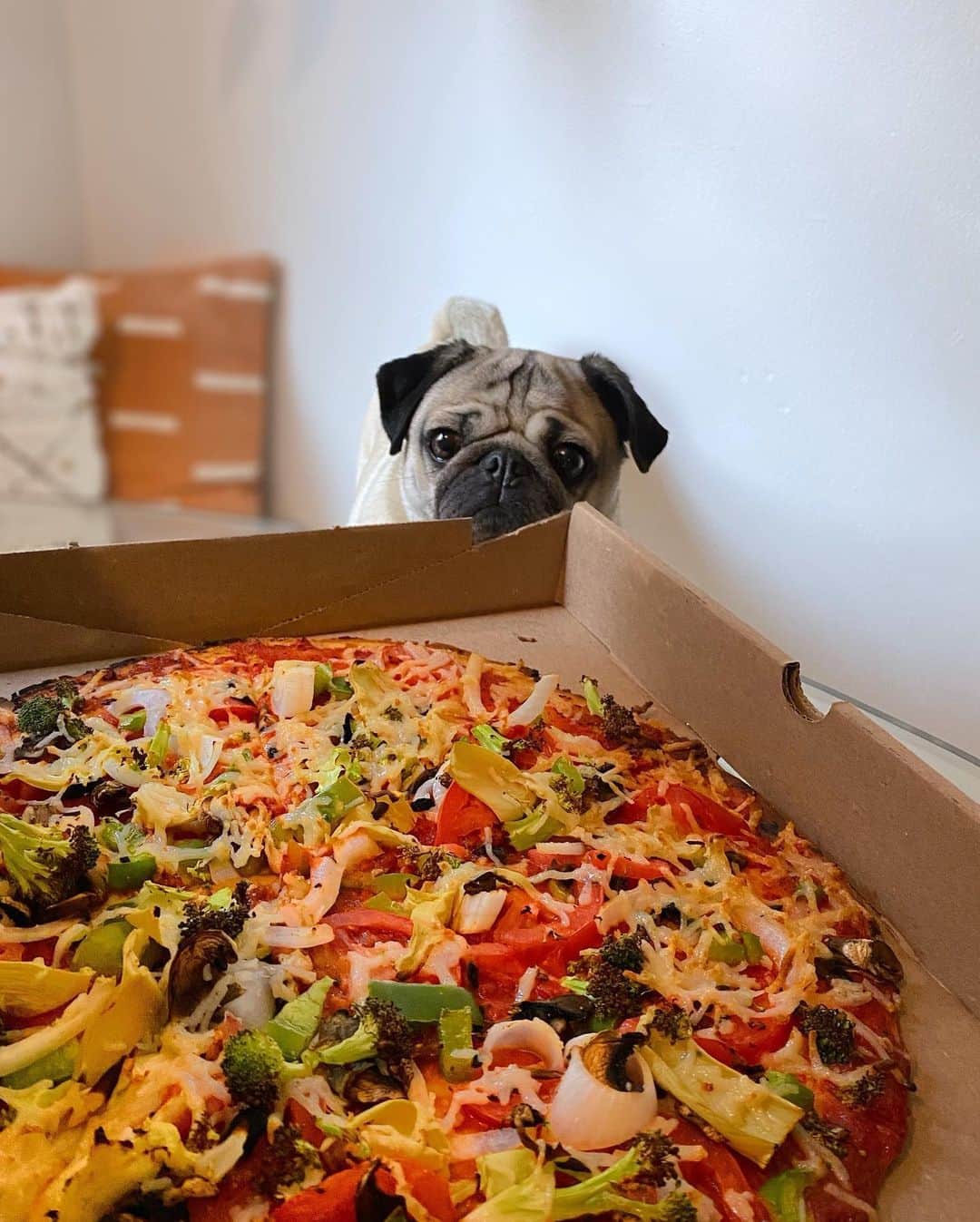itsdougthepugさんのインスタグラム写真 - (itsdougthepugInstagram)「“‪Do vegetables belong on pizza yes or no” -Doug」6月10日 1時31分 - itsdougthepug