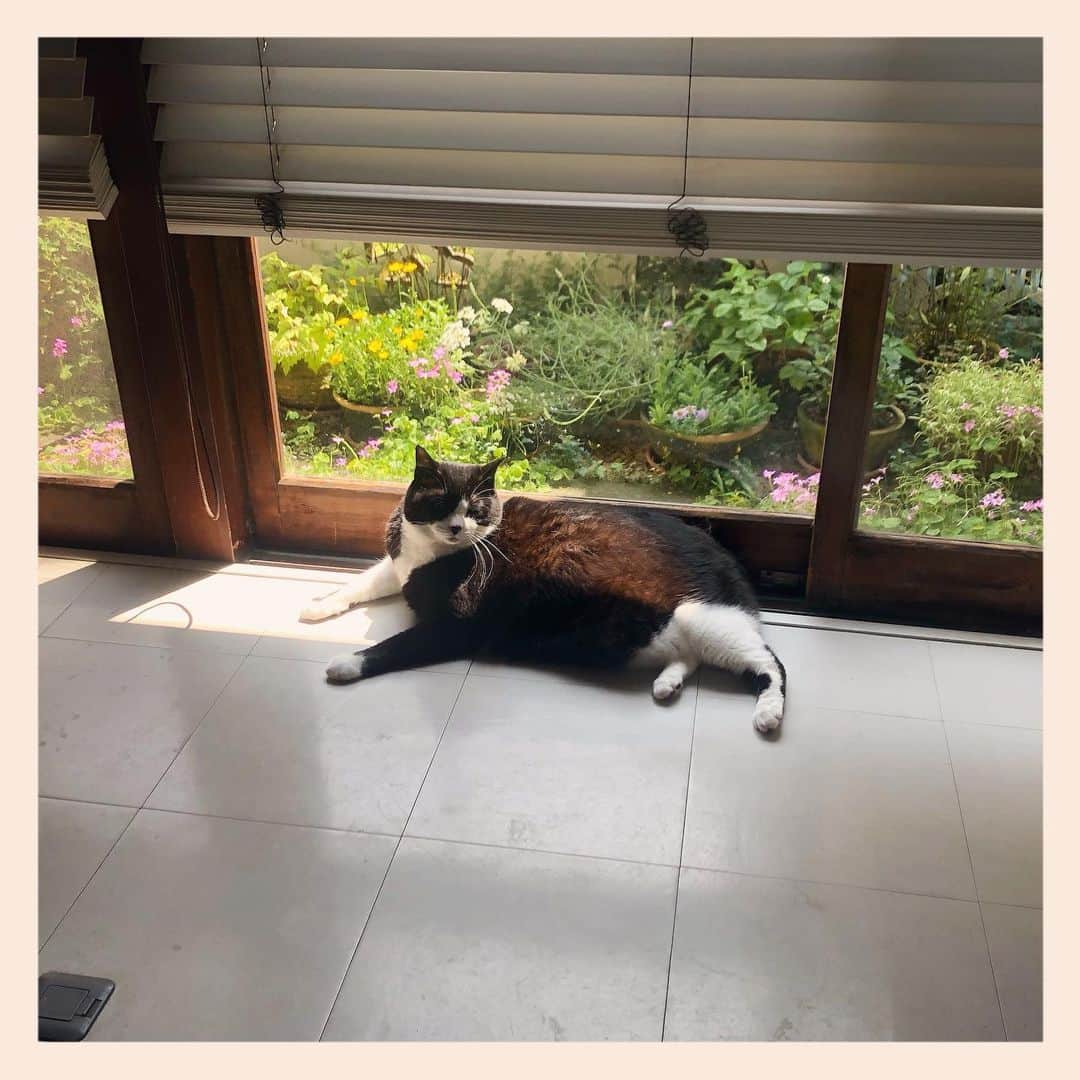 パンといっぴきのインスタグラム：「#元保護猫 #ハチワレ #白黒猫 #blackandwhitecat #tuxedocat」