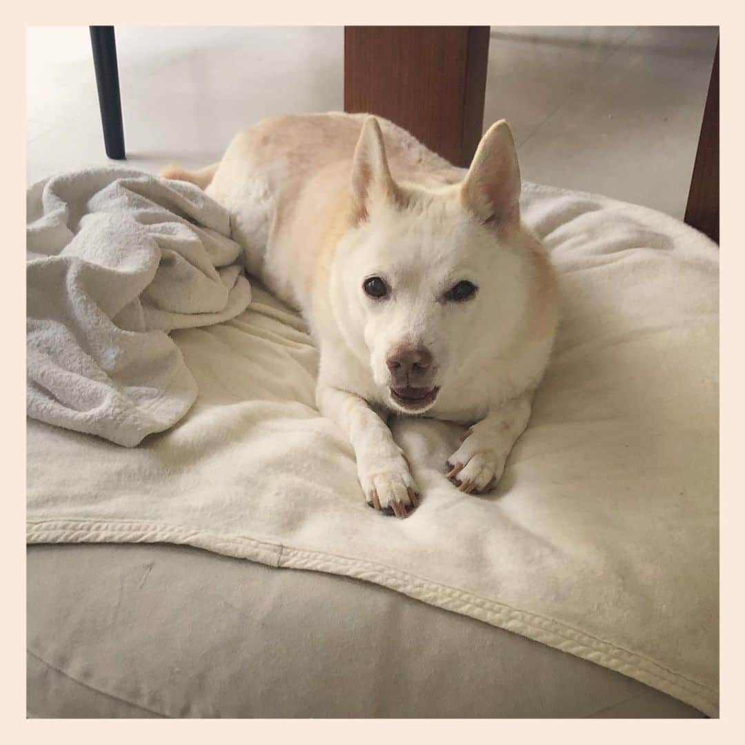パンといっぴきのインスタグラム：「#元保護犬 #雑種犬 #crossbreed #mixdog」