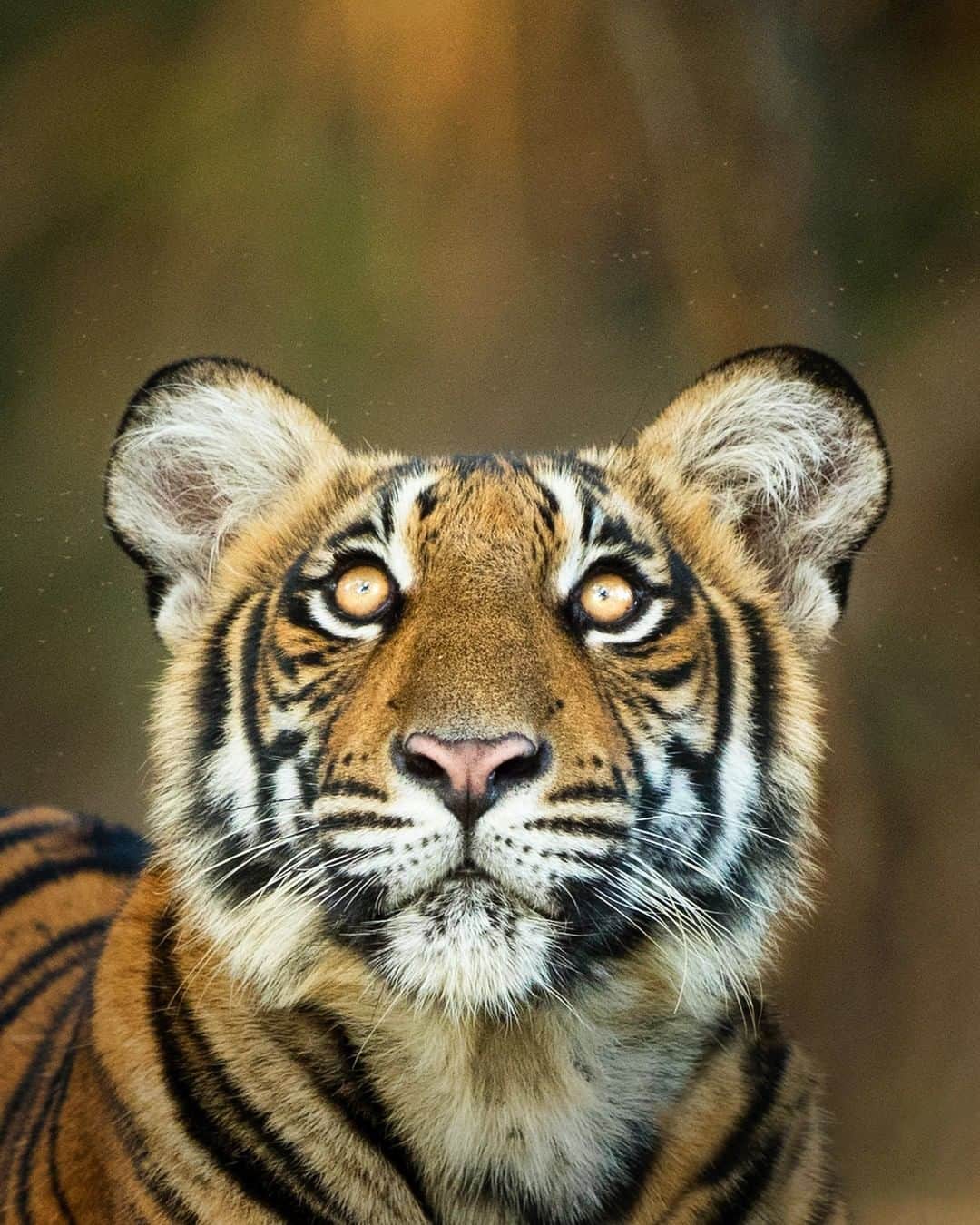 Discoveryさんのインスタグラム写真 - (DiscoveryInstagram)「'Cause I can see the sun light up the sky.  Photo + Caption: Yashas Narayan (@yashasnarayan) . . . #tiger #tigertuesday #projectcat #bigcats #catsofinstagram #wildlife_perfection #naturelovers #potd #tigerking #wildlifephotography」6月10日 1時54分 - discovery