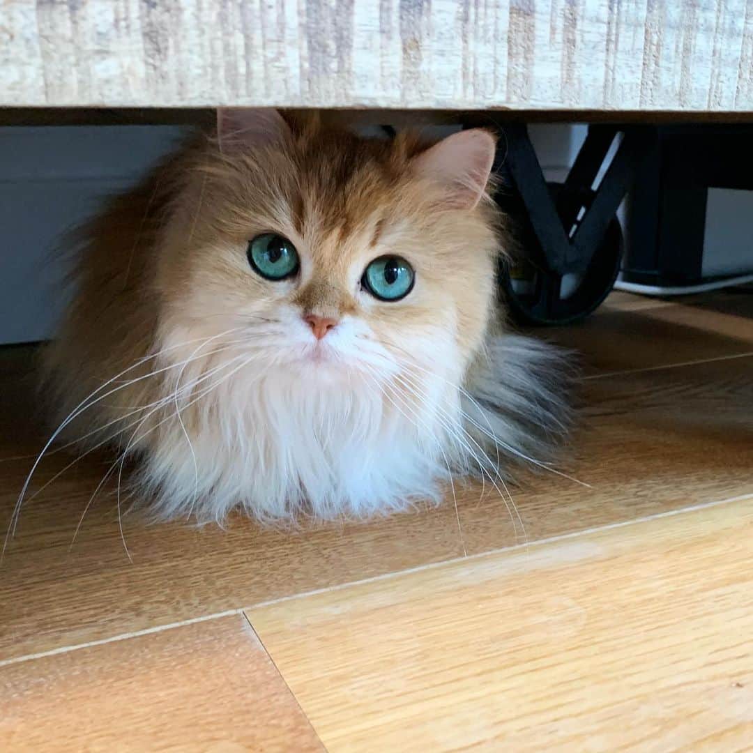 Smoothieのインスタグラム：「Hiding is difficult with those eyes.」
