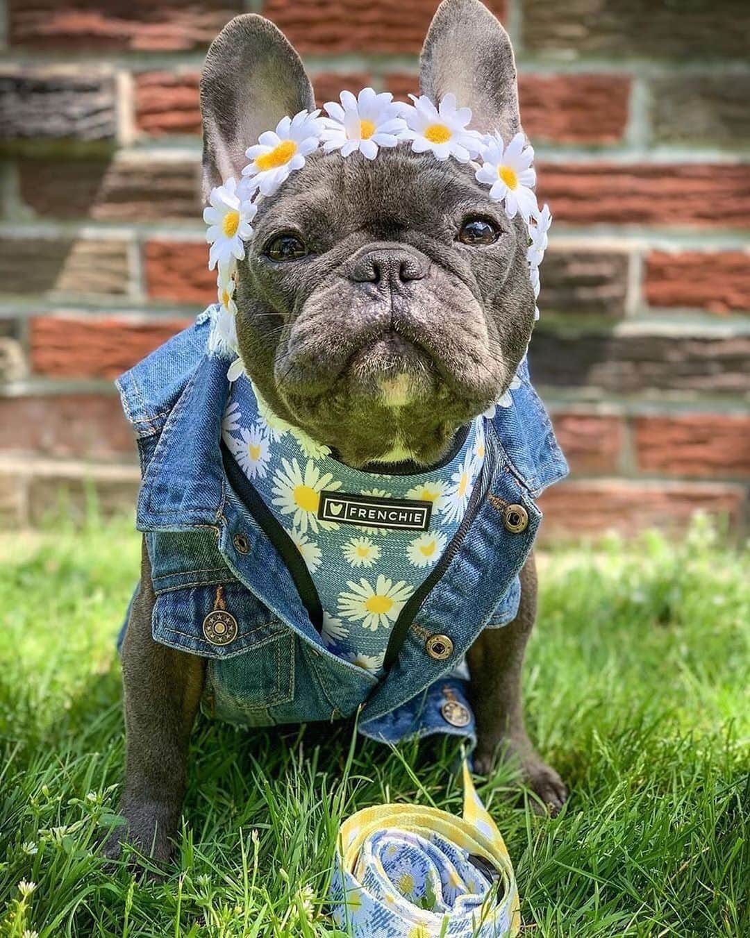 Regeneratti&Oliveira Kennelさんのインスタグラム写真 - (Regeneratti&Oliveira KennelInstagram)「“You belong among the wildflowers” @captain_n_morgan . .  Shop  @frenchie_bulldog ⚡️THE COOLEST⚡️ swag for your pup! 🎁 Get 10% off  with code jmarcoz10🐾 . . . #thefitisfrenchie #frenchiepetsupply #frenchiebulldog #frenchies1 #frenchieoftheday #frenchiegram #instafrenchie  #modeldog #pupper  #frenchiesofinsta #cutepetclub #dogstagram #daisy #frenchiesociety #frenchielife #frenchiecorner #denim #daisygirl」6月10日 2時07分 - jmarcoz