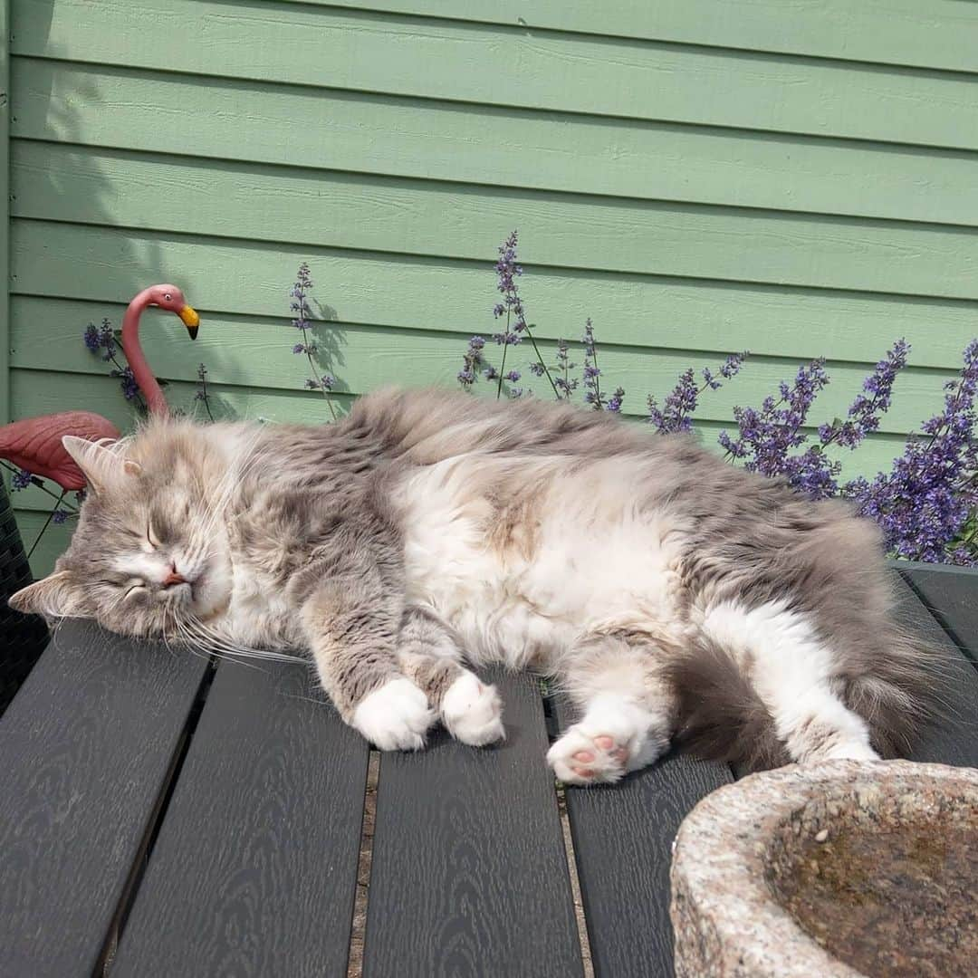 Nila & Miloさんのインスタグラム写真 - (Nila & MiloInstagram)「It's been a rough day, human. I only managed to squeeze in 17 naps, 3 lunches and 2 dinners. 😹😴 #catsdontwork #naptime #siberians #cats #crashing」6月10日 2時10分 - nilamilo