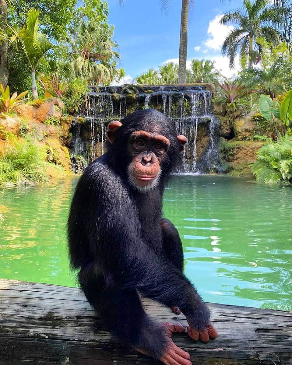 Zoological Wildlife Foundationさんのインスタグラム写真 - (Zoological Wildlife FoundationInstagram)「Limbani, King of his own paradise!🐵👑✨🐾 Come visit Limbanis kingdom, we are open for tours!💕 #zwfmiami #kingofkings #miamilife」6月10日 2時11分 - zwfmiami