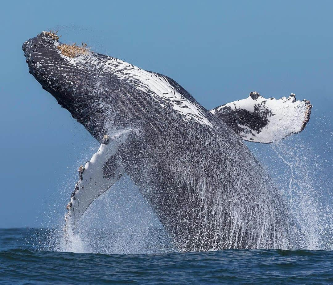 Chase Dekker Wild-Life Imagesのインスタグラム：「We’re back! Starting this Friday, boats have been given the green light to resume whale watching and other tourism activities in Monterey and other parts of the state. While the virus is still ongoing, we will be limiting passenger load, practicing social distancing, and keeping up with other health related procedures while onboard. I’ve missed the ocean so much and hope many of you can join me out at sea sometime! We have some whale watching trips planned as well as great white shark trips starting this Sunday. You can either call or email me directly to book, or visit @sanctuarycruises for more help. Looking forward to seeing many of you back on the water soon!」