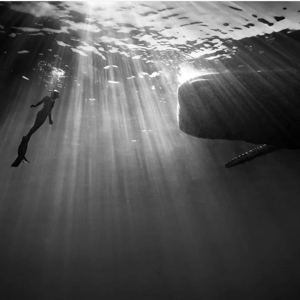 クラーク・リトルさんのインスタグラム写真 - (クラーク・リトルInstagram)「Wow! yesterday on the north shore of Oahu. Photo @juansharks @oceanramsey @oneoceandiving ・・・ We went for a Sharky sunset dive tonight to enjoy the glassy condition evening conditions and got a little more than sharks. This is actually the 2nd time I have seen a Sperm whale in haleiwa and this time I have photos and @oceanramsey got @GoPro video clips from it with Kaena point in the background.  Just wish we had more light and more time. This massive Sperm whale was so relaxed and chill I felt we could have stayed with it for hrs.  The crazy thing was he was not far from our shark Aggregation sites. Usually Sperm whales prefer much  deeper waters. Sperm whales are rare and a endangered species #worldoceansday #spermwhale #haleiwa #hawaii  hope we get lucky tomorrow 🤞. #goodnight」6月10日 3時55分 - clarklittle