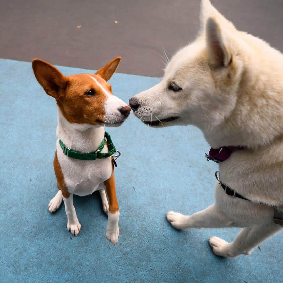 The Dogistさんのインスタグラム写真 - (The DogistInstagram)「Dante (& Elsa), Basenji (5 m/o), Leroy Street Dog Park, New York, NY • “He yodels when he sees us. If he likes you, you get a yodel. There was a time when only Catherine was getting the yodels. Now we both do.”」6月10日 3時56分 - thedogist