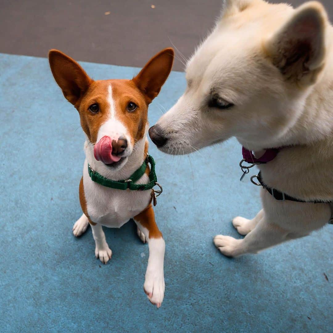 The Dogistさんのインスタグラム写真 - (The DogistInstagram)「Dante (& Elsa), Basenji (5 m/o), Leroy Street Dog Park, New York, NY • “He yodels when he sees us. If he likes you, you get a yodel. There was a time when only Catherine was getting the yodels. Now we both do.”」6月10日 3時56分 - thedogist