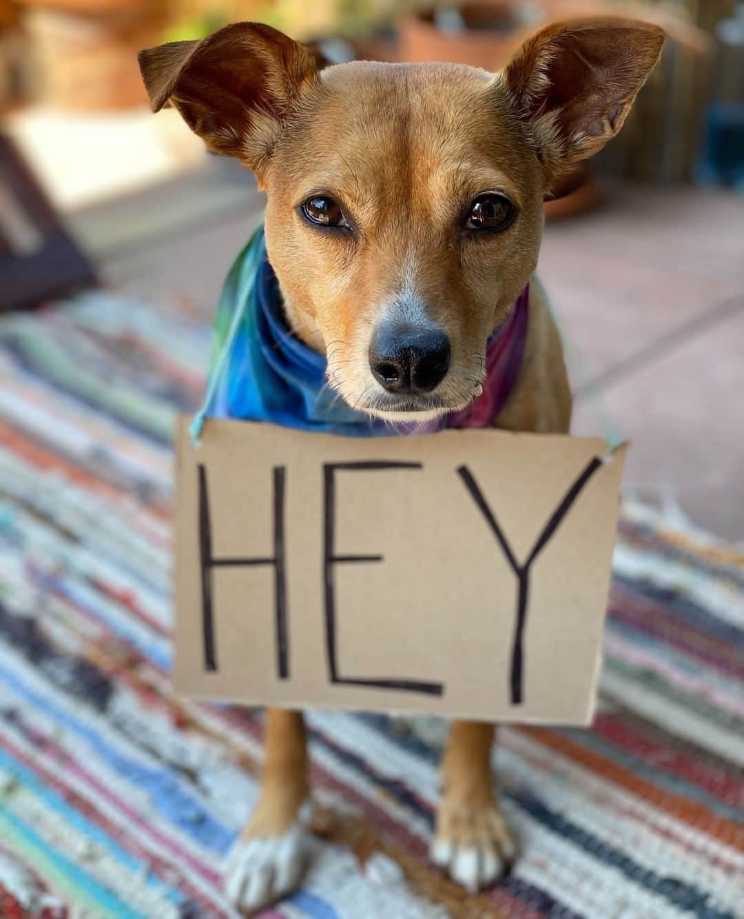 BarkBoxさんのインスタグラム写真 - (BarkBoxInstagram)「The world is beginning to look different. A lot of people are wondering when things will "go back to normal.” But returning to the status quo means heading in the wrong direction. Silence is complacency and now, more than ever, we see the importance of making our values known.  We’re grateful to have a platform with which we can make the world a more equitable place and be the people our dogs know we can be. And that’s what we’re going to do. This is real. This is concrete. This is felt. . -Supporting: At BARK, we continue to support diversity and inclusion initiatives with our employees. These are always in the works, but one thing we are prioritizing right now is hosting discussions led by experts in anti-bias and anti-racism work. These discussions will lead to concrete action we can take within BARK. We’ve also given employees the flexibility to take additional time off to protest, process, or take care of loved ones. . -Donating (and why we’re matching donations): Our donation program has sparked an incredible amount of dialogue on what is important to our employees and how they’re committing themselves to anti-racist work. An important part of allyship is looking to our employees to tell us what their priorities are and what they believe the best way to incite change is. No one can speak to what is needed better than the people directly affected, and for that reason we will be following the lead of our employees by matching donations to causes they believe in.  Since launching this program, a few of the organizations we’ve donated to include: ROOTT, ACLU, Black Lives Matter, Brooklyn Community Bail Fund, Women's Prison Association, Southern Poverty Law Center, The Bail Project, Reclaim the Block, Equal Justice Initiative, Color of Change, Campaign Zero, Poor People's Campaign, The Okra Project. . -Lastly, PLEASE continue to challenge us. The push for equality isn’t a one-day hashtag on social media, it’s continued dedication to checking oneself, having hard conversations, and uplifting those around you.  Black Lives Matter. Black lives are valid. Black lives are beautiful. Black Lives hold value. Not just when the news cameras are rolling. Always.」6月10日 5時02分 - barkbox