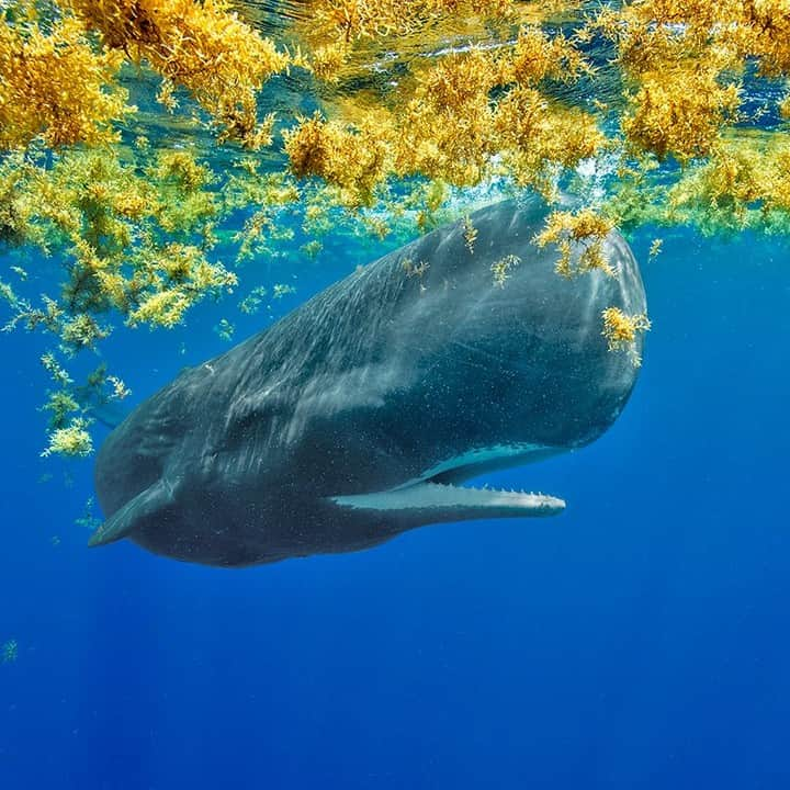 ナショナルジオグラフィックさんのインスタグラム写真 - (ナショナルジオグラフィックInstagram)「Photo by @BrianSkerry | A sperm whale swims through sargassum weed in the eastern Caribbean Sea. With the largest brain of all animals on Earth, they are also our planet’s largest predator. Sperm whales were portrayed as monsters for centuries, but researchers today are learning that these animals and their societies are far more complex than ever believed. Sperm whale families share unique dialects, parenting techniques, and other elements of culture. To see more photos of whales and other marine wildlife, follow @BrianSkerry. #spermwhales #whaleculture #predators #caribbean #whales」6月10日 5時31分 - natgeo