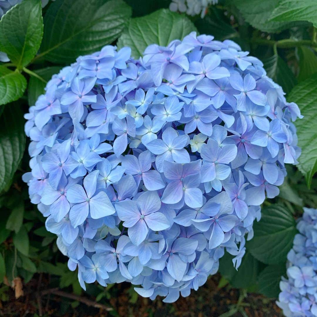 齊藤美絵さんのインスタグラム写真 - (齊藤美絵Instagram)「それぞれが咲いて、 大きなハートになる。  咲くのは、花だけじゃなくて、 ガクでも、なんでも それぞれの個性が目一杯開いて。  その美しさに心癒され、 笑顔になる。  そんな愛に溢れた世界を想い描いて。  #紫陽花　#💙　#ツタエルヒト。」6月10日 6時01分 - saitomie