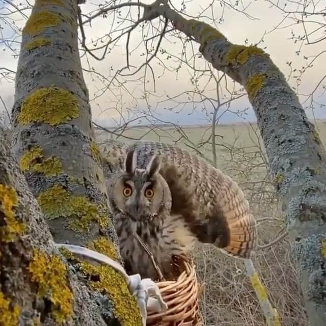 WildLifeのインスタグラム：「Working to protect Owls isn’t always easy. In this video from @anna.grus you can see that this long-eared owl seemed upset and went into defence mode. It was just a follow up visit to check up on her and her chicks. The basket was placed there as a temporary nest to make sure they all survive. So the Owl was just doing what a loving mother would do by protecting her chicks. ♥️」
