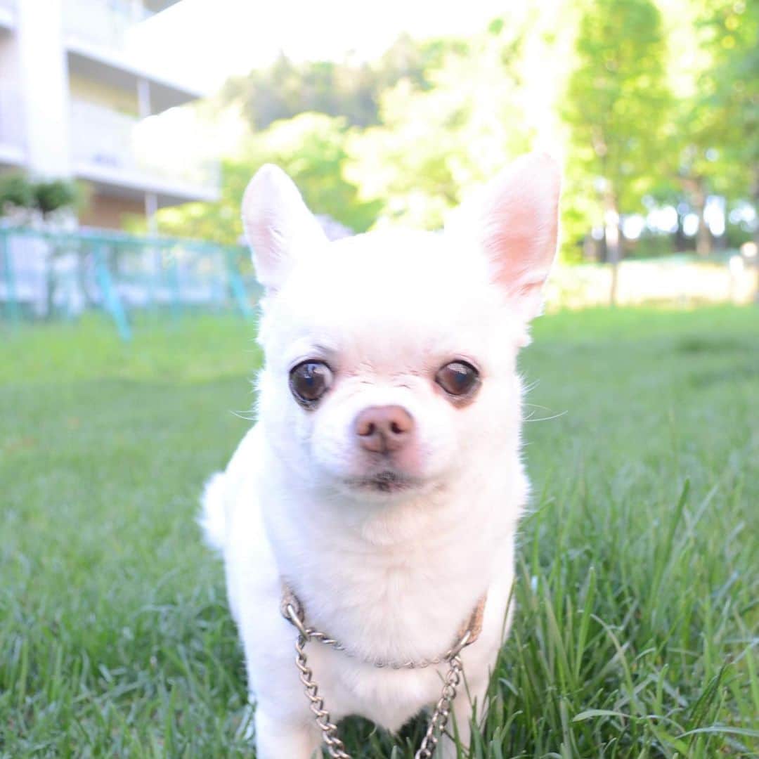 KORIKIのインスタグラム：「おはようございます♪ * #dogofsapporo #dog, #dogs, #dogstagram,#chihuahua,#犬バカ部,#チワワ,#koriki, #hanadog #白スムチ連合会, #スムチー,  #dogofthedayjp, #dogoftheday  #ilovemydog #instadog #instapet #WhiteChihuahua  #吉娃娃 #치와와  #dogsofinstagram #Chihuahualover  #ชิวาวา #チワワの輪 #barkbox #WhiteChihuahuaParty #もふもふモフモフ」