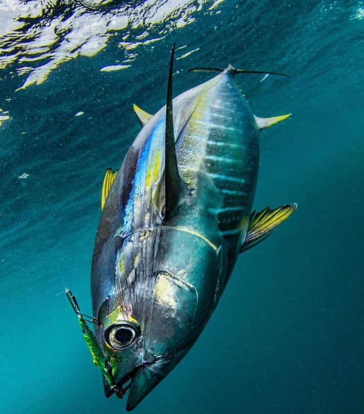 Costa Sunglassesのインスタグラム：「Vertical takedown. 📷: @sport_fish_gallery  #SeeWhatsOutThere #BornOnTheWater」