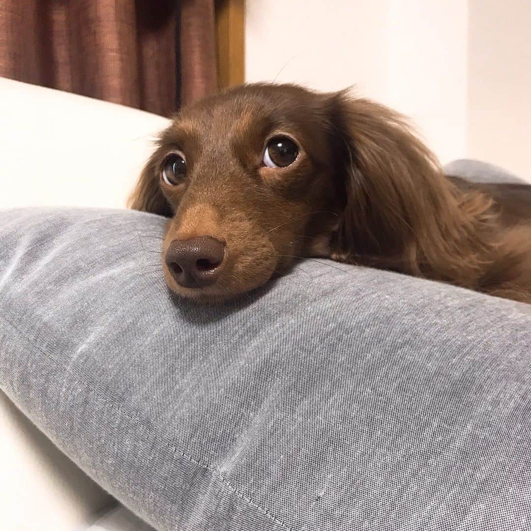 北見寛明のインスタグラム：「ベッドで #一緒に寝たいから #先に行って上目遣いでアピール #どこで習ったんだよ #チャラすぎる  #dog #dogstagram #doglover #doglife #dogsofinstagram #doggoramps #dogsitting #dogmodel #dachshund #dachshundsofinstagram #dachshund_love #dachshundpuppy #dachshundlife #dachshundoftheday #犬 #仔犬 #ダックスフンド #ミニチュアダックスフンド」